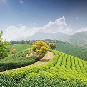 A lush, green tea plantation stretches across rolling hills under a blue sky with scattered clouds. A solitary tree stands prominently among the rows of tea plants. Distant hills and mountains form the backdrop.