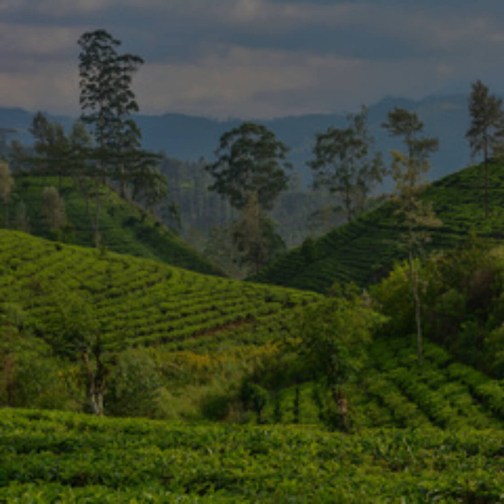 Why Sri Lanka Is Our Source of Moringa