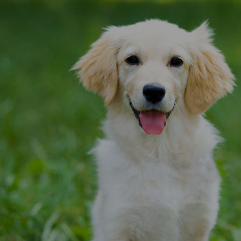 Are All Herbs Safe for Dogs?