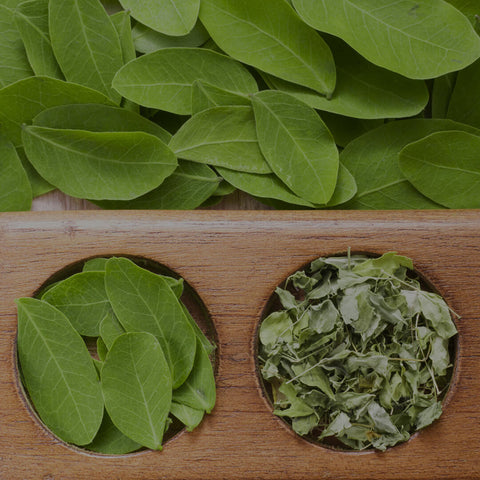 Get to Know The Moringa Plant