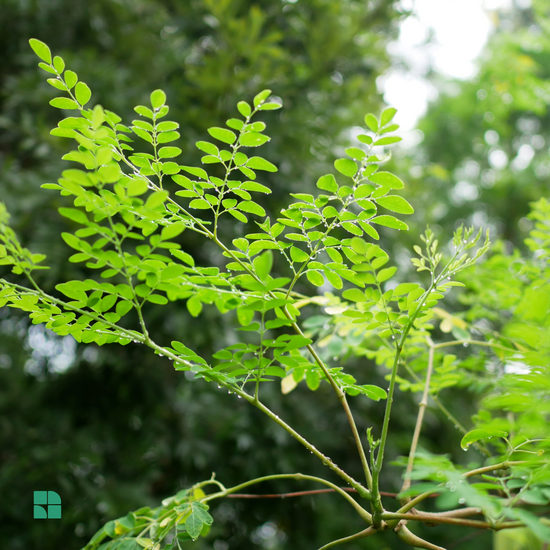 Elevate Your Summer Wellness Routine with Moringa