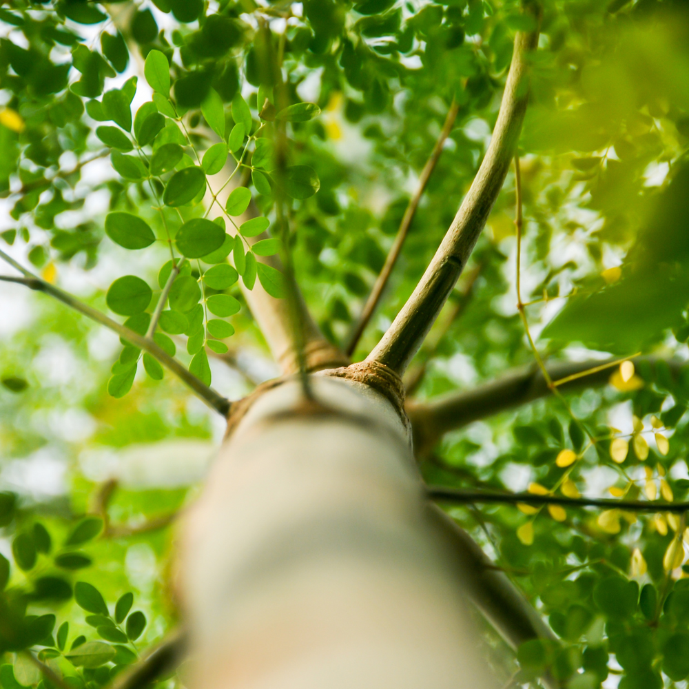 Garden Day Inspiration: Growing Your Own Moringa Tree