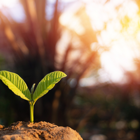 Eco-Friendly and Energized: Celebrating Earth Day with Moringa