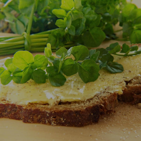 Wondering If Moringa Is Good for Inflammation?