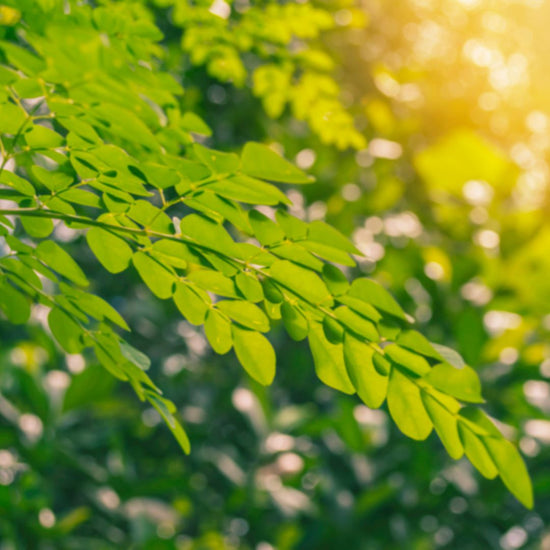 New Year, New Habits: Incorporating Moringa into Your Wellness Routine — Miracle Tree Blog