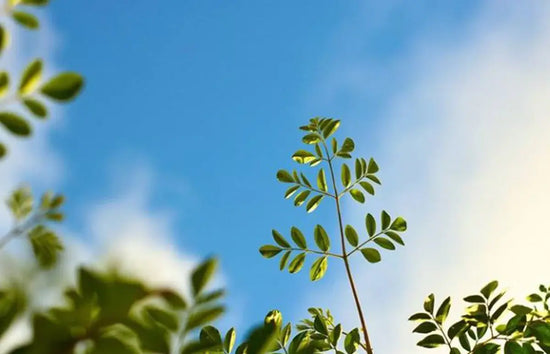 A plant with small green leaves is in the foreground, reaching toward a bright blue sky with scattered clouds. The image conveys a sense of calm and growth.