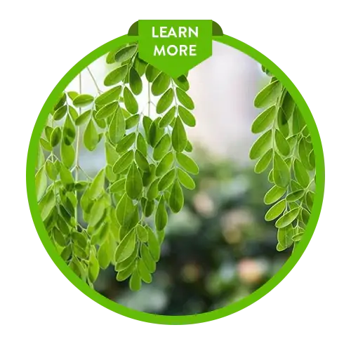 A cluster of green leaves within a circular frame with a Learn More label at the top. The background shows a blurred natural setting with more greenery.