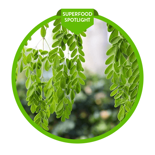 Superfood Spotlight: Moringa - See why moringa is called the "Miracle Tree"