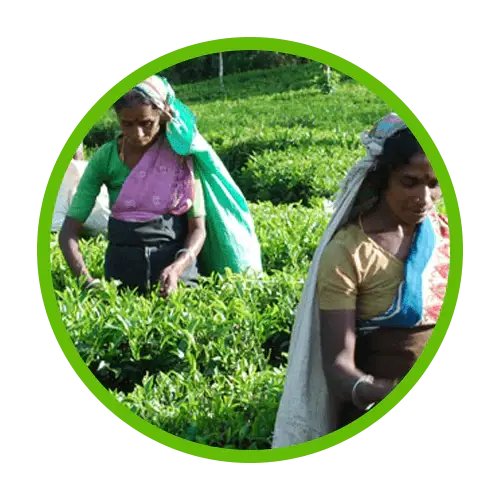 Farm to cup